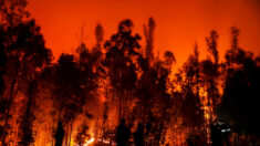 Chili: 24 morts dans des immenses feux de forêt, plus de 1100 blessés