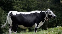 Baptisée Rihanna, la représentante des vaches vosgiennes a été choisie pour le Salon de l’Agriculture