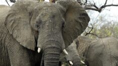 Éléphants contre éoliennes, inquiétudes près d’une réserve sud-africaine