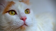 «J’ai d’abord pensé à un canular»: après avoir disparu pendant 8 ans, une chatte retrouve sa maîtresse