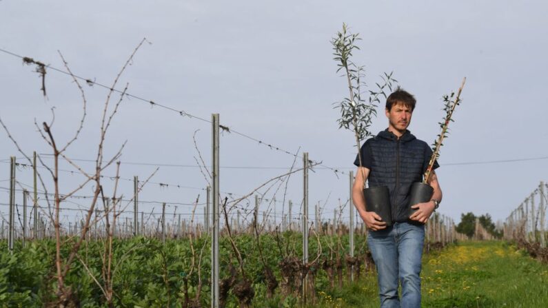 Le vigneron Thomas Solans s'apprête à planter des oliviers près de son vignoble de Cabernet Sauvignon à Courpiac. (Photo MEHDI FEDOUACH/AFP via Getty Images)