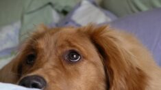 Jura: égaré en forêt, un chien est sauvé par des touristes allemands en canoë