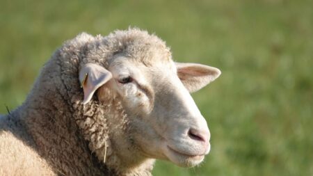 Doubs: un mouton s’échappe d’un abattoir et se retrouve en fuite sur la RN57