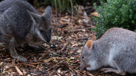 Des mini-kangourous font leur retour en Australie