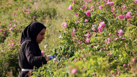 Liban : « La production d’eau de rose fait partie de notre héritage »