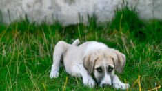 Attention aux épillets: logés sous la peau des chiens, ils peuvent causer des infections