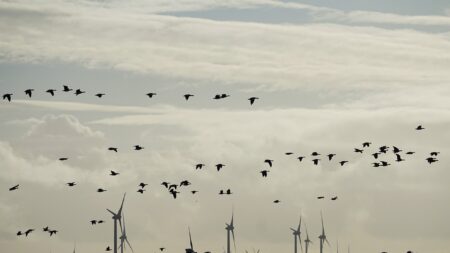 Pays-Bas: des éoliennes en pause pour laisser passer les oiseaux