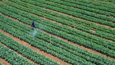 Une nouvelle génération de pesticides inquiète l’ONG Pollinis