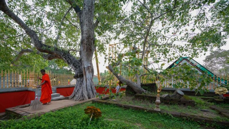 L'arbre Sri Maha Bodhi est considéré comme le plus ancien et le plus sacré du Sri Lanka, car il aurait abrité le Bouddha il y a plus de 2500 ans. (Photo ISHARA S. KODIKARA/AFP via Getty Images)