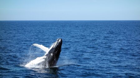 Morbihan: une baleine à bosse coincée dans un filet de pêche libérée par les secours