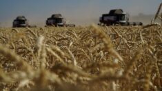 La Russie envisage de fournir l’Afrique en céréales, à la place de l’Ukraine