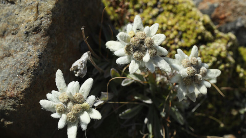 La cueillette des fleurs d'edelweiss est interdite. (Photo Sean Gallup/Getty Images)