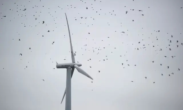 Des oiseaux passent devant des éoliennes. (Johannes Elsele/AFP via Getty Images)