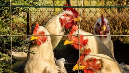 Importations massives de poulets d’Ukraine, Marc Fesneau ne veut pas envoyer de «signaux hostiles» à Kiev