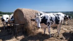 150 euros par vache: une mesure de défiscalisation pour éviter la baisse du cheptel bovin
