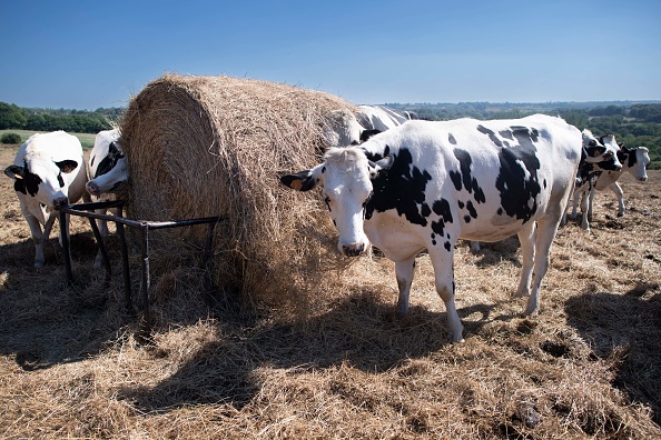 Des vaches broutent une balle de foin dans une ferme de Lampaul-Guimiliau. (Photo FRED TANNEAU/AFP via Getty Images)