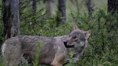 Éliminer le loup ne résoudra pas le problème des éleveurs, alertent les ONG qui se mobilisent pour protéger cette espèce menacée