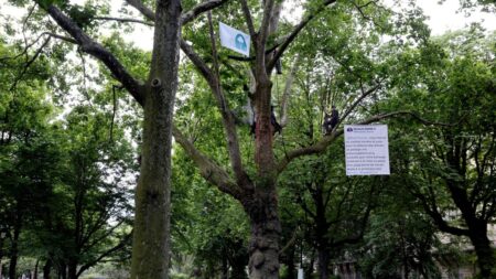 Abattage d’arbres à Paris: «Je le vis un peu comme la destruction d’une église, ça m’attriste»