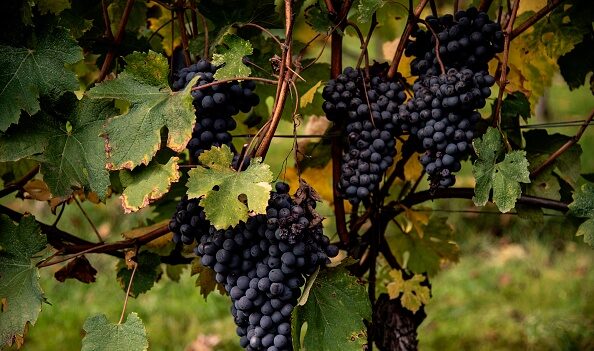 Viticulture : deux Marocains ont été condamnés, en Gironde, pour avoir exploité des travailleurs étrangers