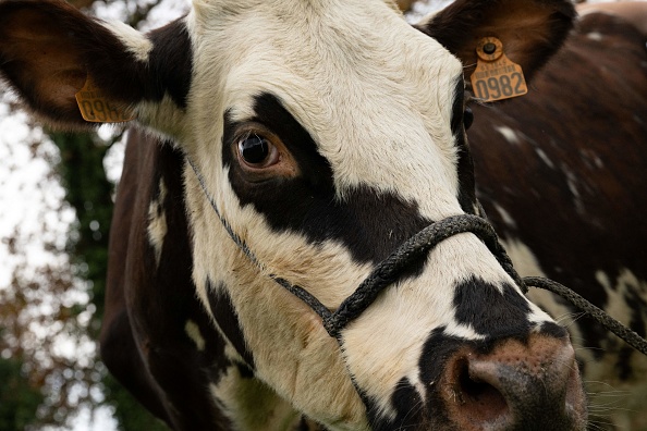 Oreillette est une vache de race normande qui sera l'égérie du prochain Salon international de l'agriculture de Paris, qui se tiendra du 24 février au 3 mars 2024. (Photo LOU BENOIST/AFP via Getty Images)