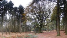 Tempête Ciaran: le hêtre de Ponthus, arbre légendaire de la forêt de Brocéliande, est tombé