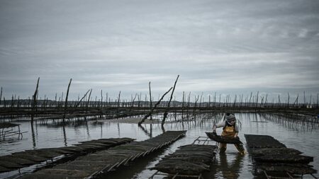 Huîtres interdites à Arcachon: les producteurs veulent être indemnisés