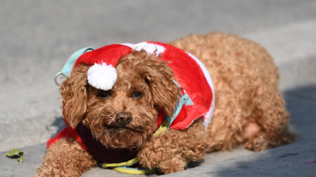 À Strasbourg, une crèche canine offre ses services pour le marché de Noël