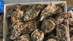 Gastro-entérite aiguë: la commercialisation des huîtres suspendue dans des secteurs du Calvados et de la Manche