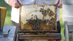 La détresse d’un apiculteur français face à la concurrence des miels étrangers