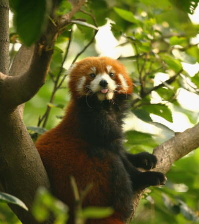  Un panda roux.  (Photo par Paul Gilham/Getty Images)
