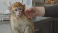 «Prélever un animal dans la nature, c’est lui donner aucune chance de survie»: Lanah, jeune macaque recueillie par La Tanière