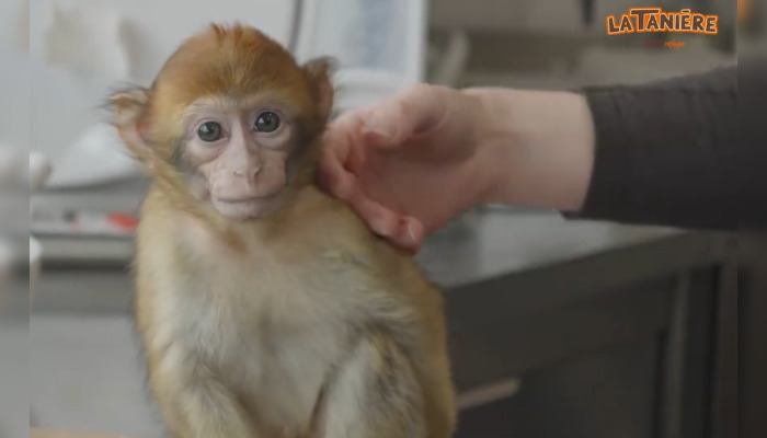Lanah, petite macaque recueillit par La Tanière. (Capture d'écran vidéo La Tanière - Zoo Refuge)
