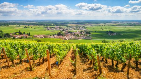 « Des rendements exceptionnels »: la France redevient le premier producteur mondial de vin