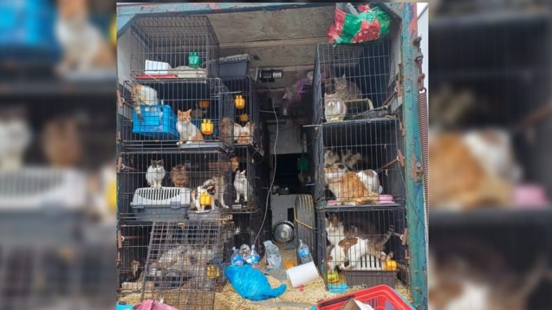 130 chats et une vingtaine de chiens étaient entassés dans des cages dans le camion poids lourds.(actionprotectionanimale.com)