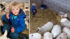 [Vidéo] Un jeune berger de 3 ans aperçoit des agneaux jumeaux nouveau-nés dans l’étable et ce qu’il fait ensuite devient viral