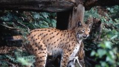Massif du Jura : deux femelles lynx remises en liberté