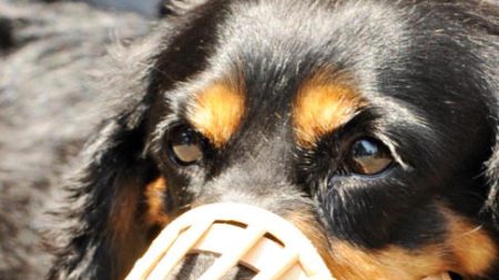 Nonagénaire tuée par un chien dans le Gard : ce que l’on sait
