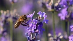 Journée mondiale des abeilles : ce que l’on peut faire pour aider ces pollinisateurs aux multiples défis