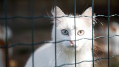 Cruauté animale sur TikTok : la vidéo d’un chat jeté d’un immeuble amène 30 Millions d’amis à porter plainte