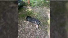 Haute-Garonne: une chienne de chasse reçoit un tir mortel à Villemur-sur-Tarn