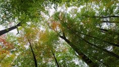 Investir dans une forêt, un intérêt écologique et une fiscalité avantageuse