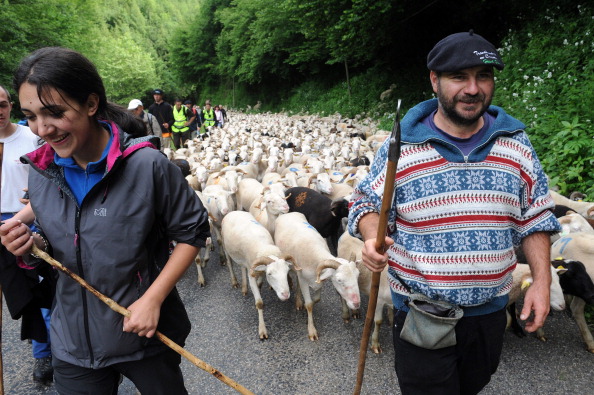 Des bergers marchent devant quelque 1200 moutons qui, encadrés par 30 bergers, se dirigent vers l'alpage, le 12 juin 2011 à Oust, dans le sud-ouest de la France, lors de la migration annuelle de la vallée du Salat à la vallée d'Oust puis vers les montagnes pyrénéennes. (REMY GABALDA/AFP via Getty Images)