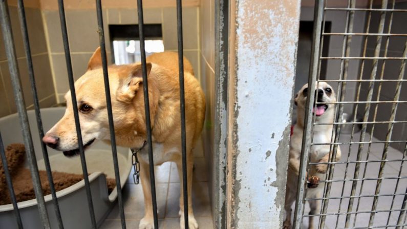 Des chiens attendent dans les cages de la Ligue du bien-être animal (LPA) alors que plus de 8 000 animaux ont été abandonnés en France depuis le début de l'été, le 10 août 2019, à Lille. (Crédit photo PHILIPPE HUGUEN/AFP via Getty Images)