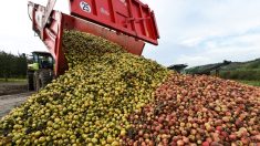 Pyrénées-Orientales  : des agriculteurs écœurés déversent 10 tonnes de fruits pourris devant les Intermarché de Canohès et de Le Soler