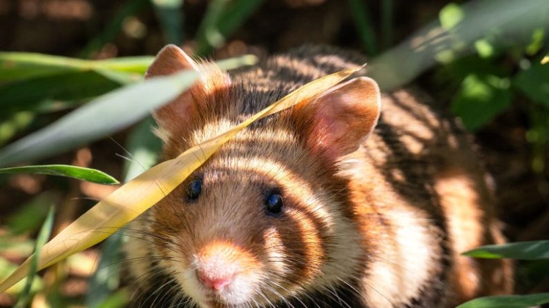Un grand hamster d'Alsace après avoir été libéré dans le cadre d'un programme de réintroduction à Ernolsheim-Bruche. (PATRICK HERTZOG/AFP via Getty Images)