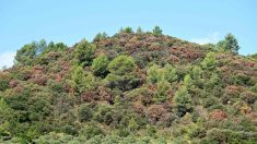 Provence : pour sauver la forêt, une nouvelle « mosaïque » d’arbres