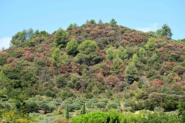 En septembre 2022, une forêt affectée par la sécheresse avec des couleurs automnales précoces près de Manosque, dans le sud de la France. - Suite à plusieurs canicules et au manque d'eau, la végétation se dessèche et les arbres stressés ont enclenché leur mode de survie en sacrifiant leurs feuilles.  (Photo  NICOLAS TUCAT/AFP via Getty Images)