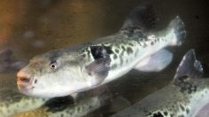 Japon : oserez-vous déguster des nouilles sautées au fugu, ce poisson hautement toxique ?