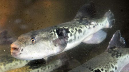 Japon : oserez-vous déguster des nouilles sautées au fugu, ce poisson hautement toxique ?