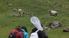 Une randonneuse tuée par une attaque de vaches en Autriche